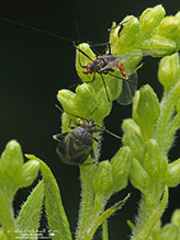 plant bug (Plagiognathus politus)