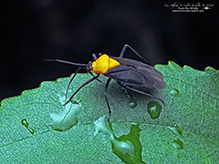 plant bug (Prepops insitivus)