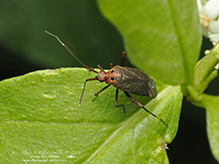 plant bug (Taedia sp.)