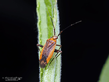plant bug (Taedia sp.)