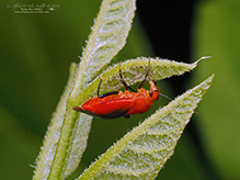 plant bug (Tropidosteptes cardinalis)