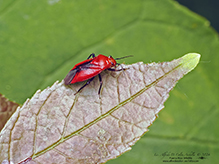 plant bug (Tropidosteptes cardinalis)
