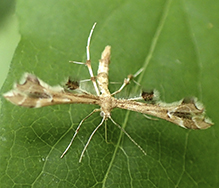 plume moth (Geina sp.)