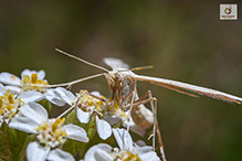 plume moth (subfamily Pterophorinae)