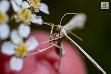 plume moth (subfamily Pterophorinae)
