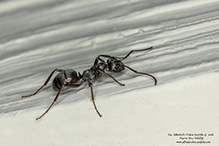 podzol ant