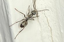podzol ant