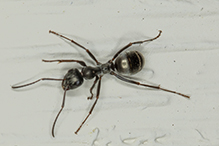 podzol ant
