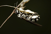 podzol ant