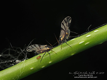 poplar leaf aphid