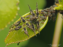 poplar leaf aphid