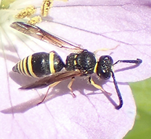 potter or mason wasp (Ancistrocerus sp.)