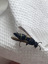 potter or mason wasp (Subfamily Eumeninae)