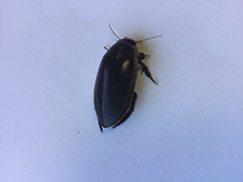predaceous diving beetle (Dytiscus sp.)