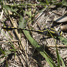 pronghorn clubtail