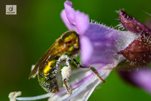 pure green sweat bee