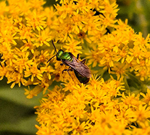pure green sweat bee
