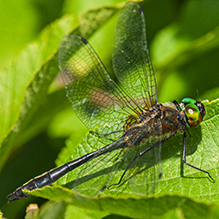 racket-tailed emerald