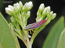 red-banded leafhopper