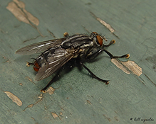 red-tailed flesh fly