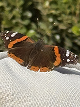 red admiral