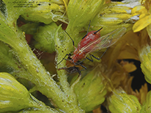 red goldenrod aphid