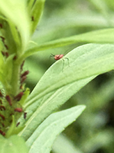 red goldenrod aphid