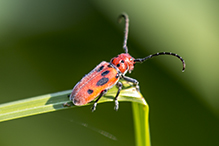 red milkweed beetle