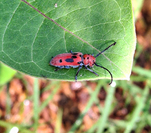 red milkweed beetle