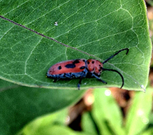 red milkweed beetle