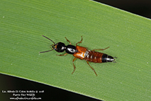 red rove beetle