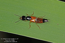 red rove beetle