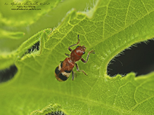 reddish checkered beetle