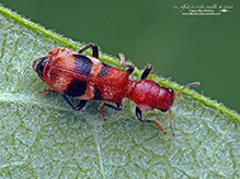 reddish checkered beetle