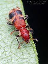 reddish checkered beetle