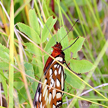 regal fritillary