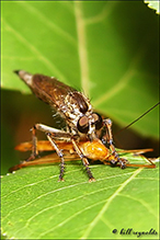 robber fly (Machimus sp.)
