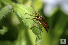 robber fly (Asilus sericeus)