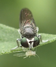 robber fly (Cerotainia sp.)