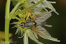 root-maggot fly (Hydrophoria lancifer)