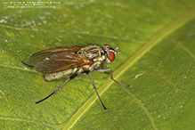 root-maggot fly (Hydrophoria lancifer)