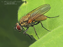 root-maggot fly (Hydrophoria lancifer)