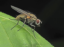 root-maggot fly (Hydrophoria lancifer)