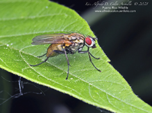 root-maggot fly (Hydrophoria lancifer)