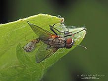 root-maggot fly (Hydrophoria lancifer)