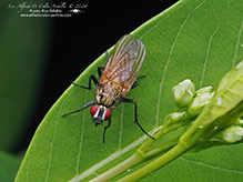 root-maggot fly (Hydrophoria lancifer)