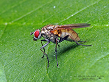 root-maggot fly (Hydrophoria lancifer)