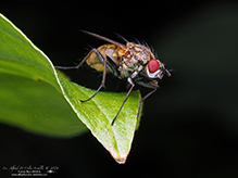 root-maggot fly (Hydrophoria lancifer)