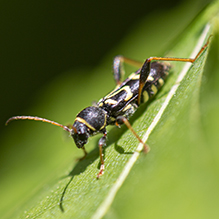 round-necked longhorn beetle