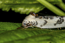 Schlaeger’s fruitworm moth